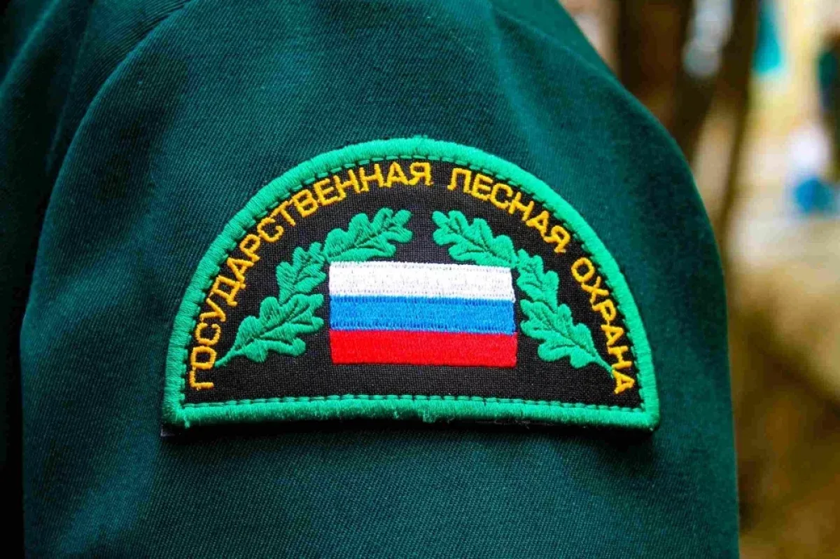 В Тимирязевском лесничестве пресекли две незаконные рубки