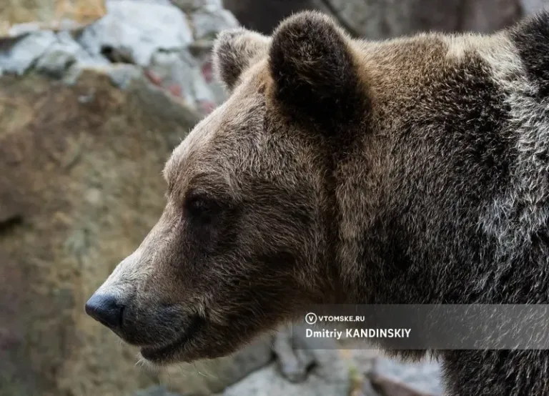 В Томской области начали залегать в спячку первые медведи