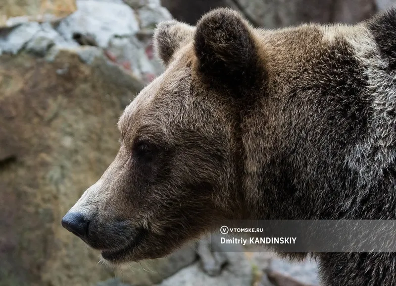 В Томской области начали залегать в спячку первые медведи